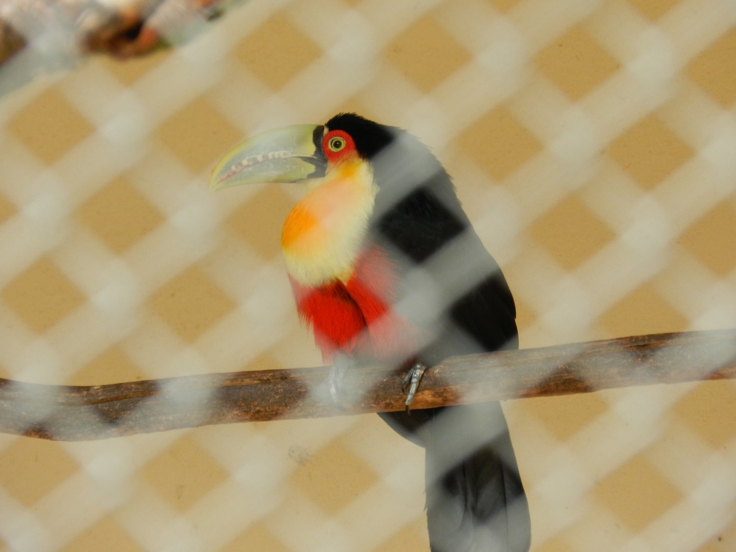 Red-breasted toucan - Belo Horizonte zoo