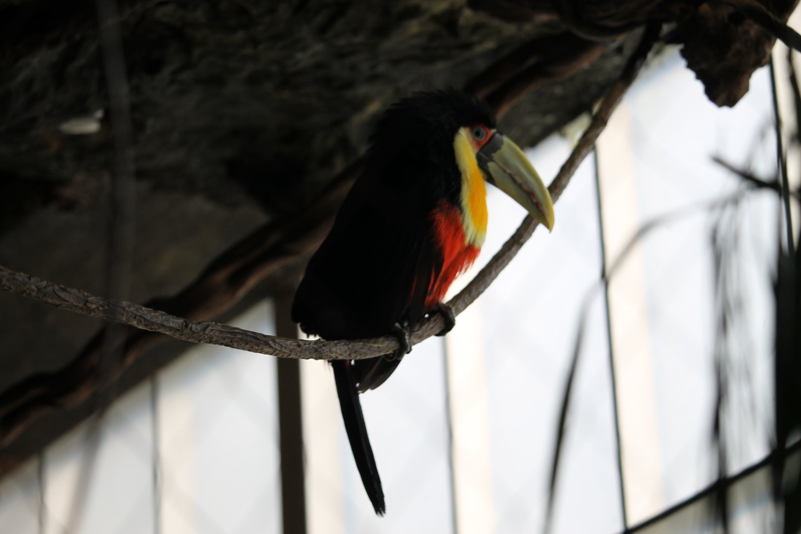 Red-breasted Toucan (Ramphastos dicolorus)