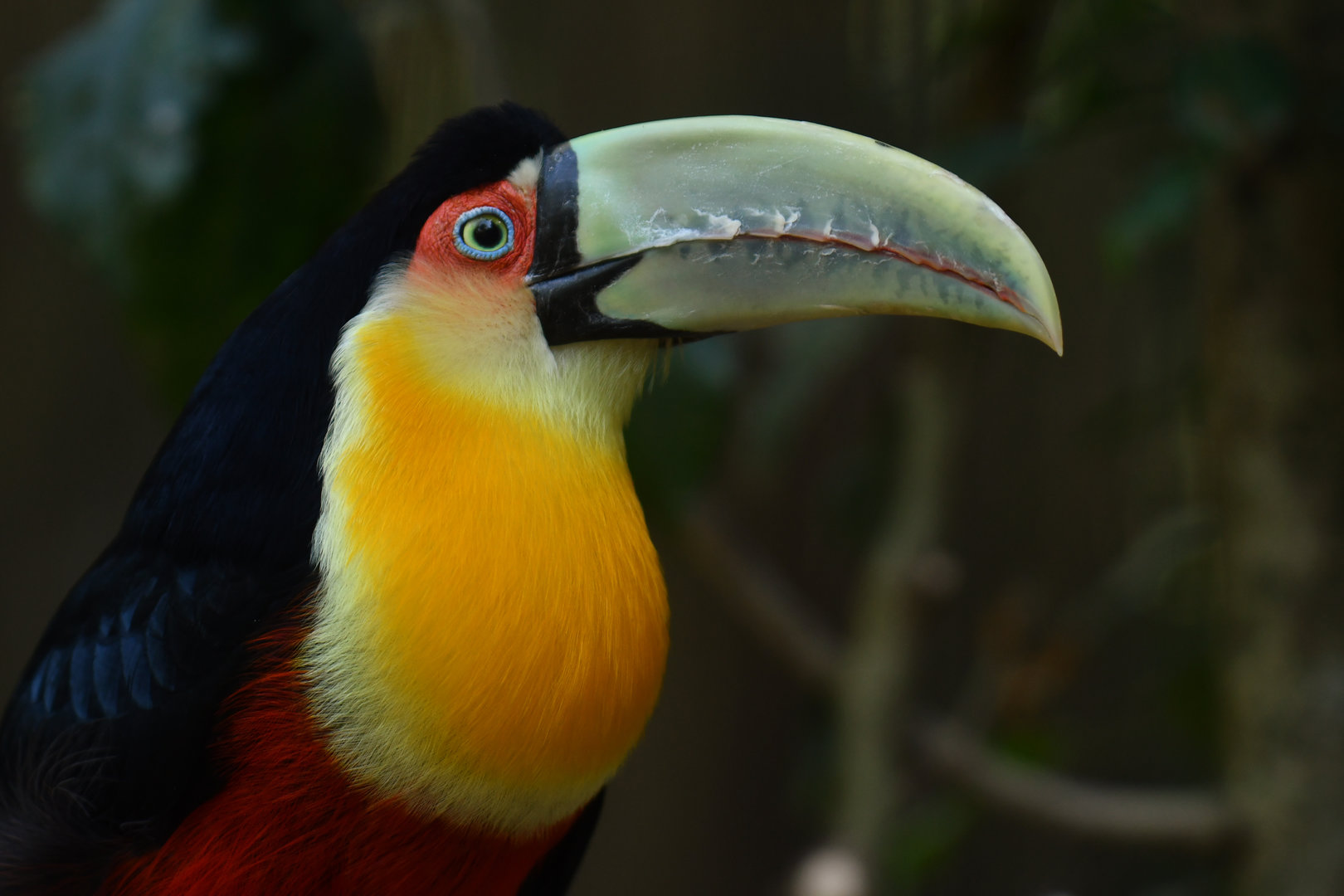 Red-breasted Toucan Ramphastos dicolorus
