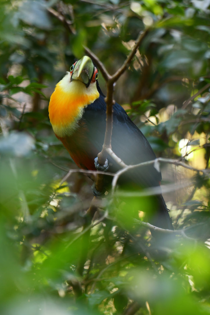 Red-breasted Toucan Ramphastos dicolorus