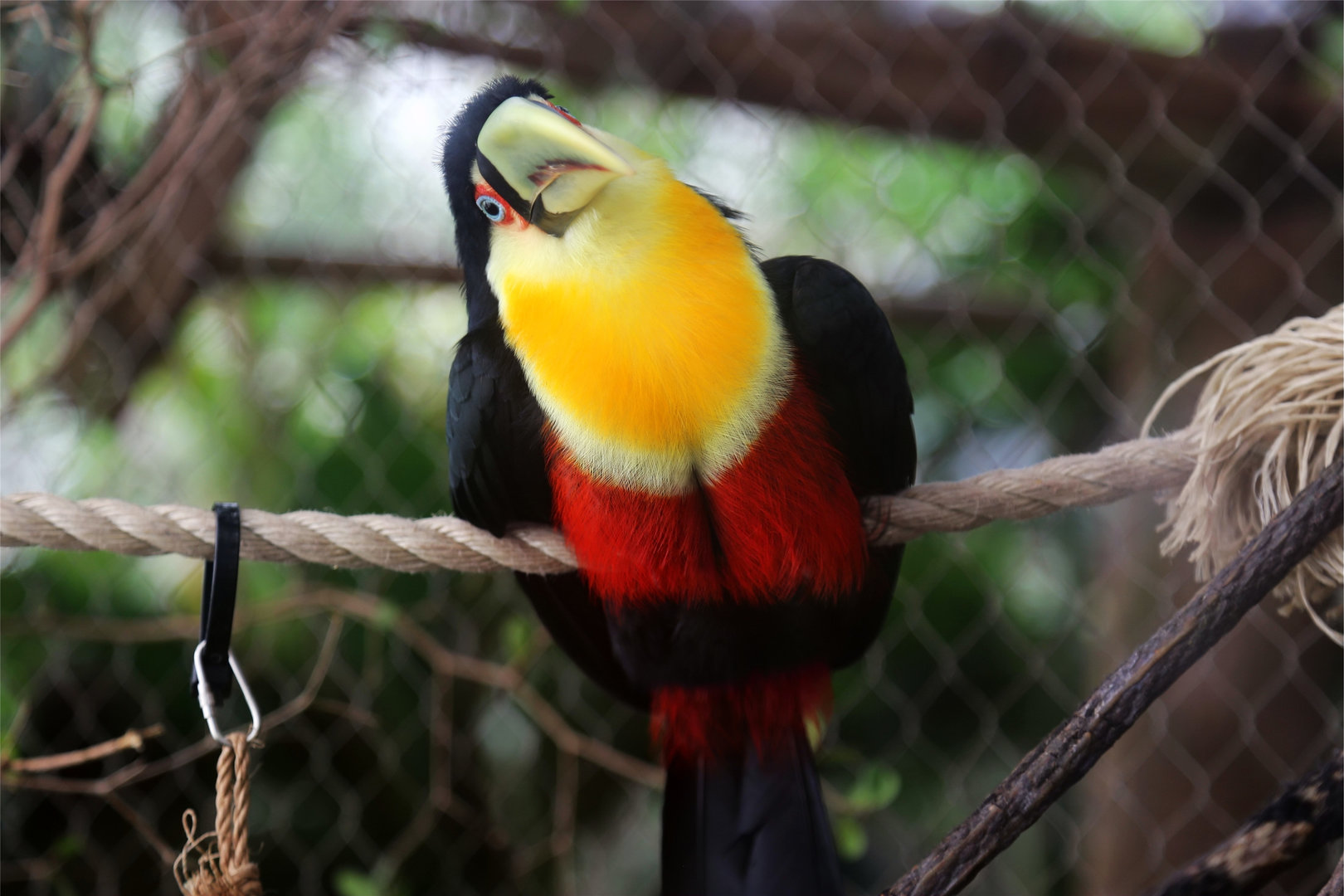 Red-breasted Toucan (Ramphastos dicolorus)