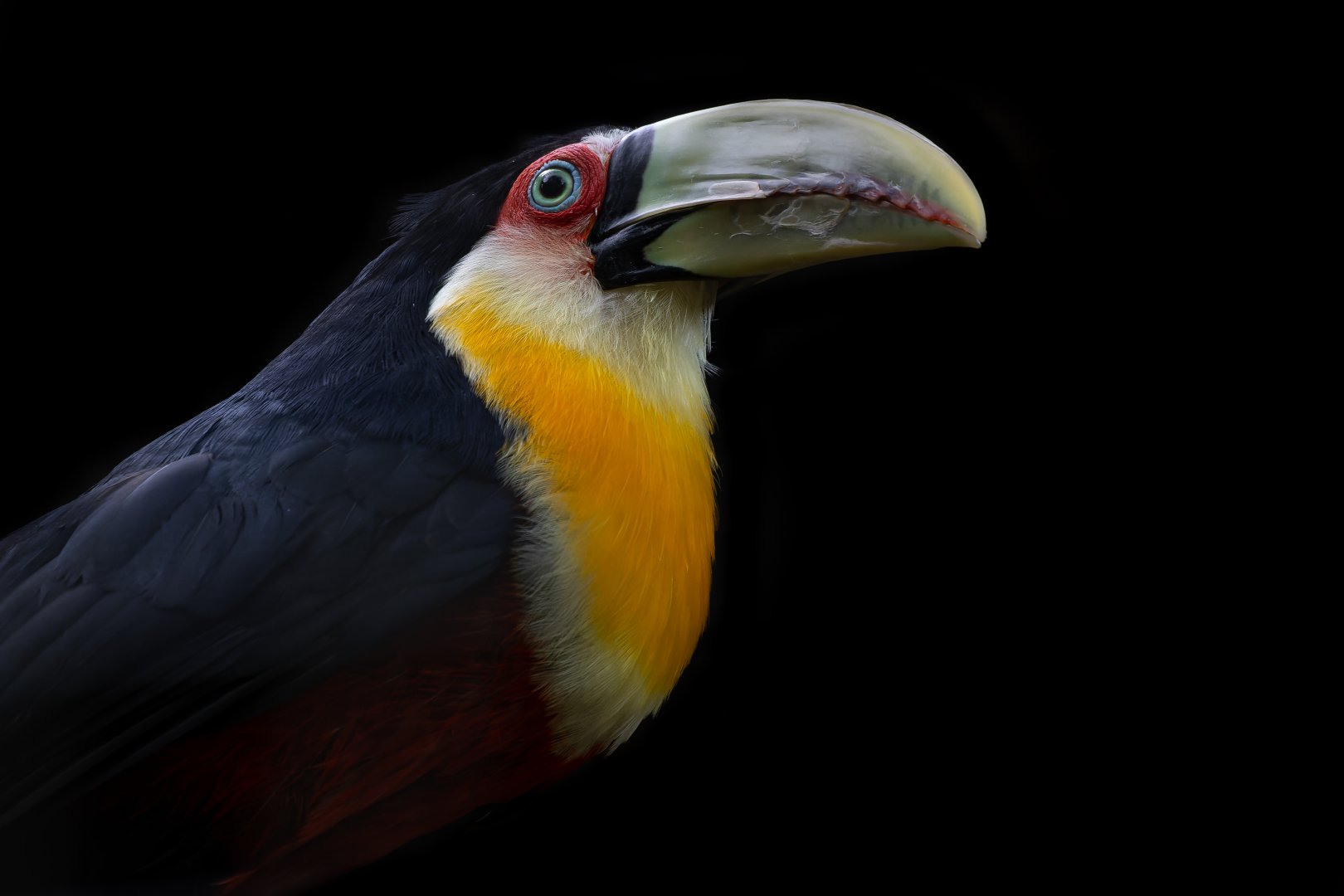Red-breasted toucan (Ramphastos dicolorus)
