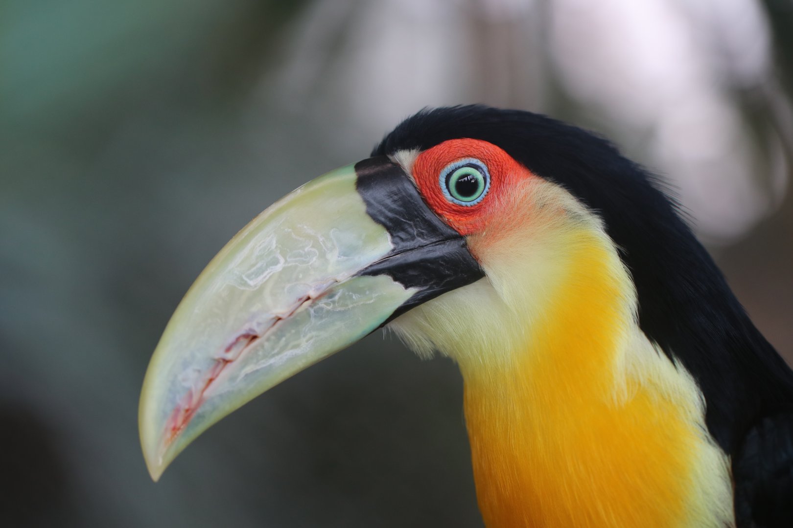 Red-breasted toucan, SeaWorld Abu Dhabi