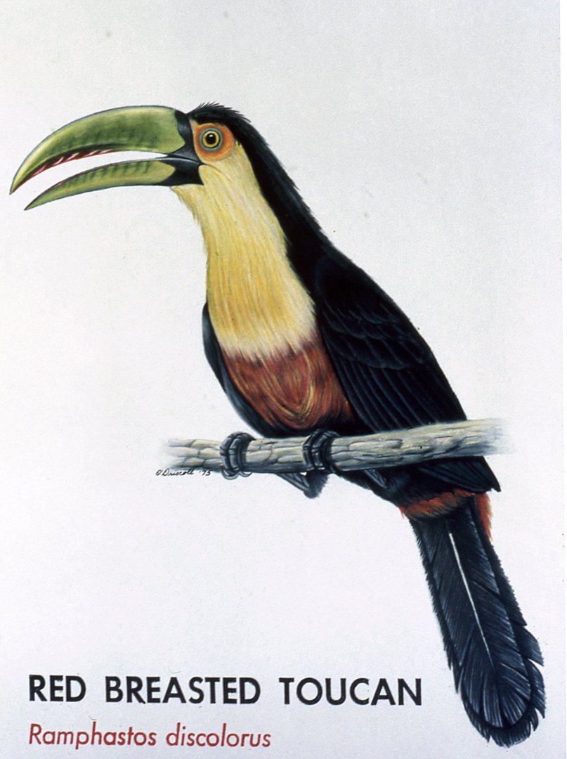 Red Breasted Toucan Sign