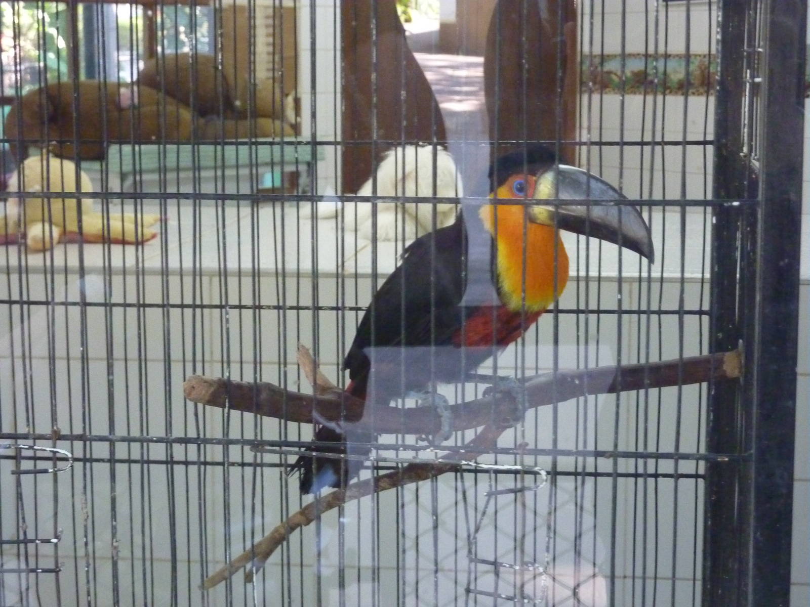 Red-breasted toucan