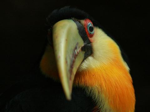 Red-breasted Toucan