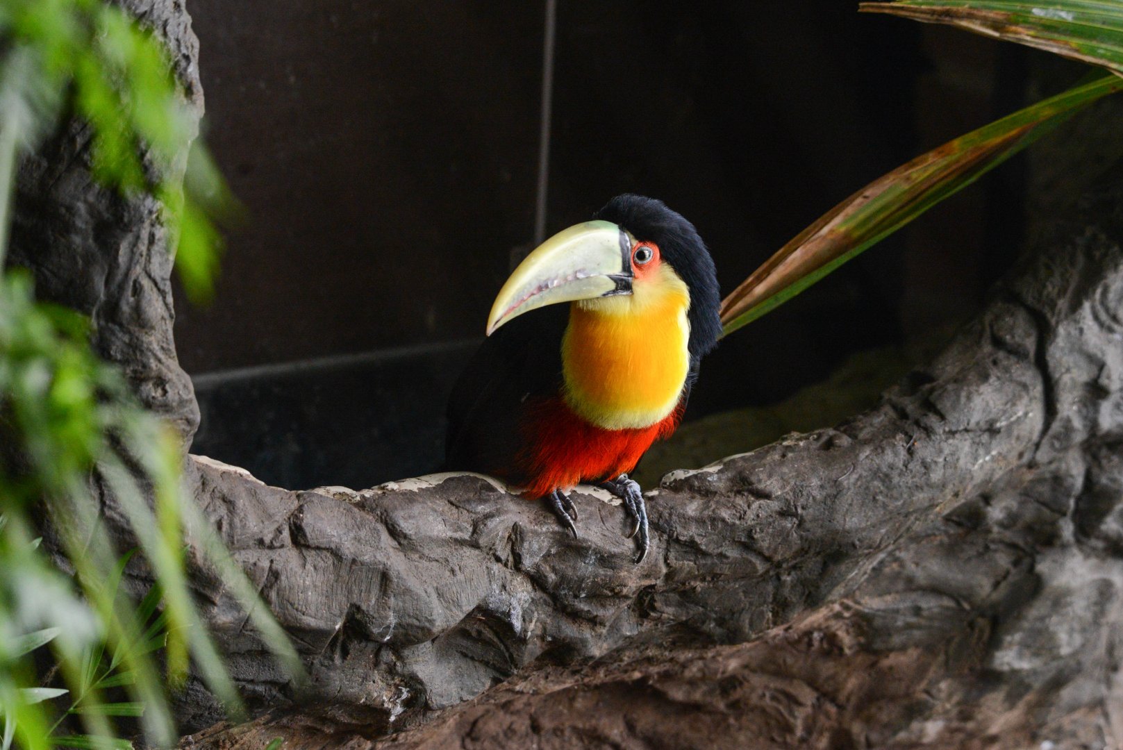 Red-breasted Toucan