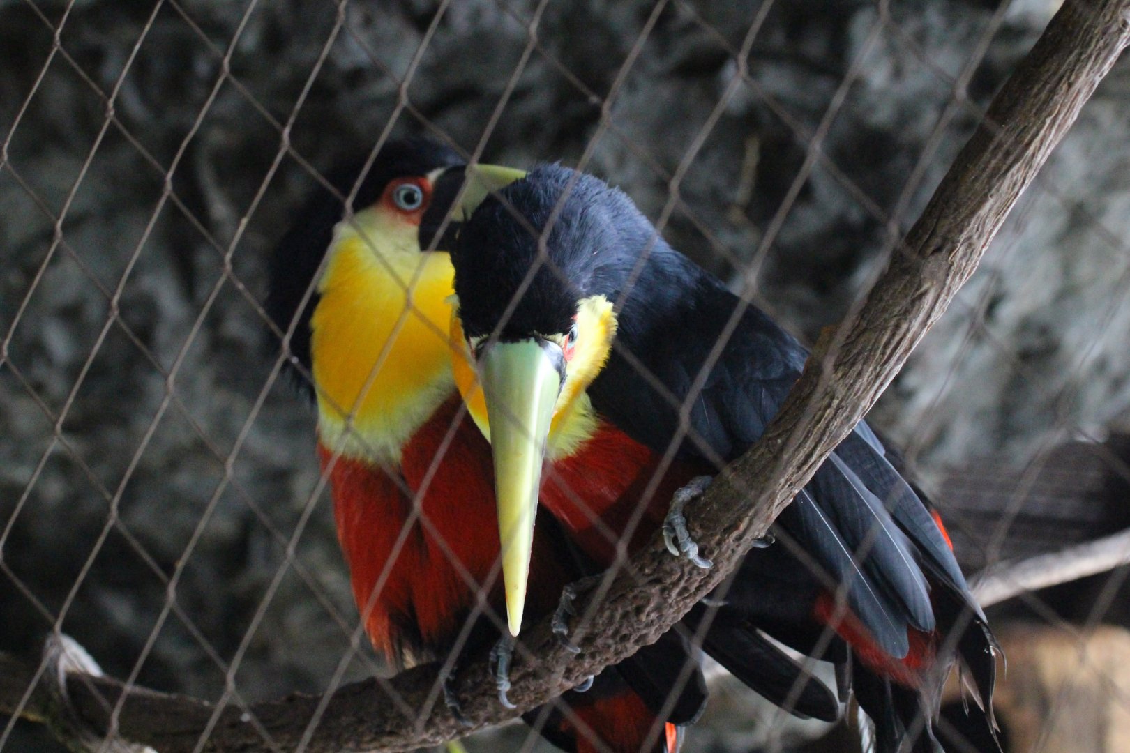 Red-breasted Toucan