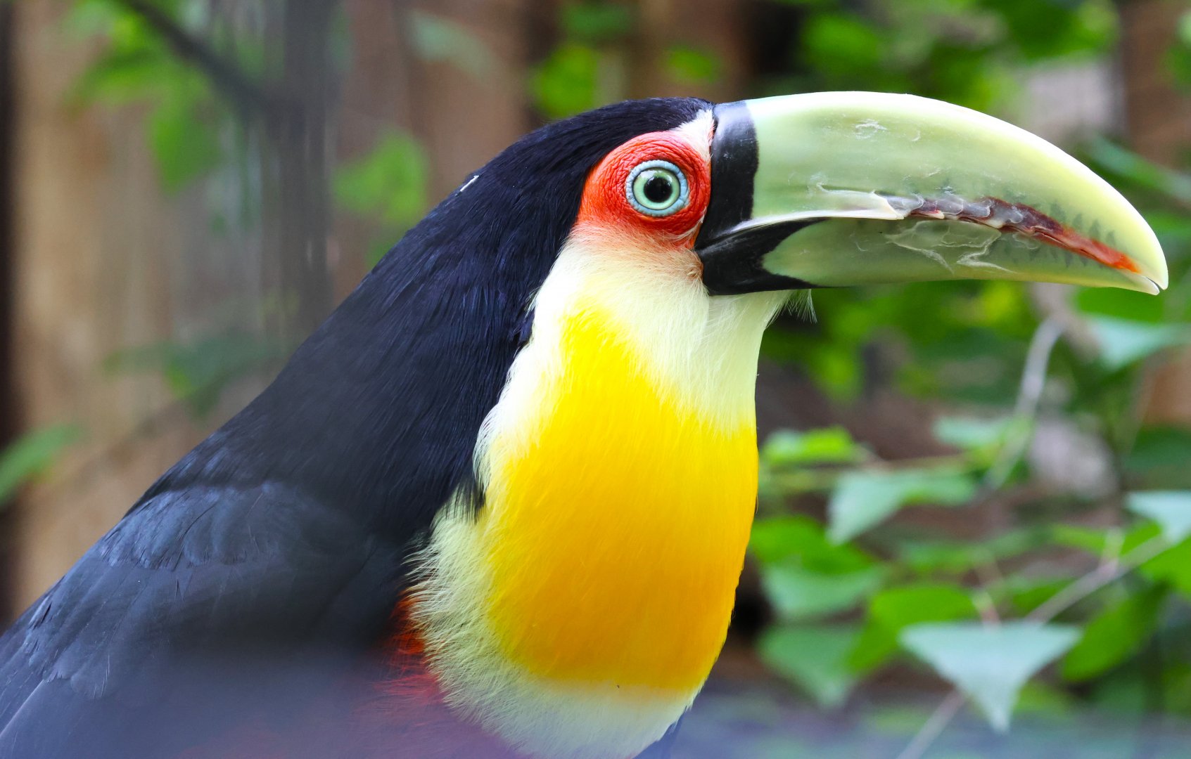 Red-breasted toucan