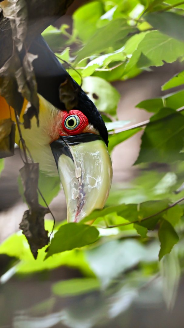 Red-breasted toucan