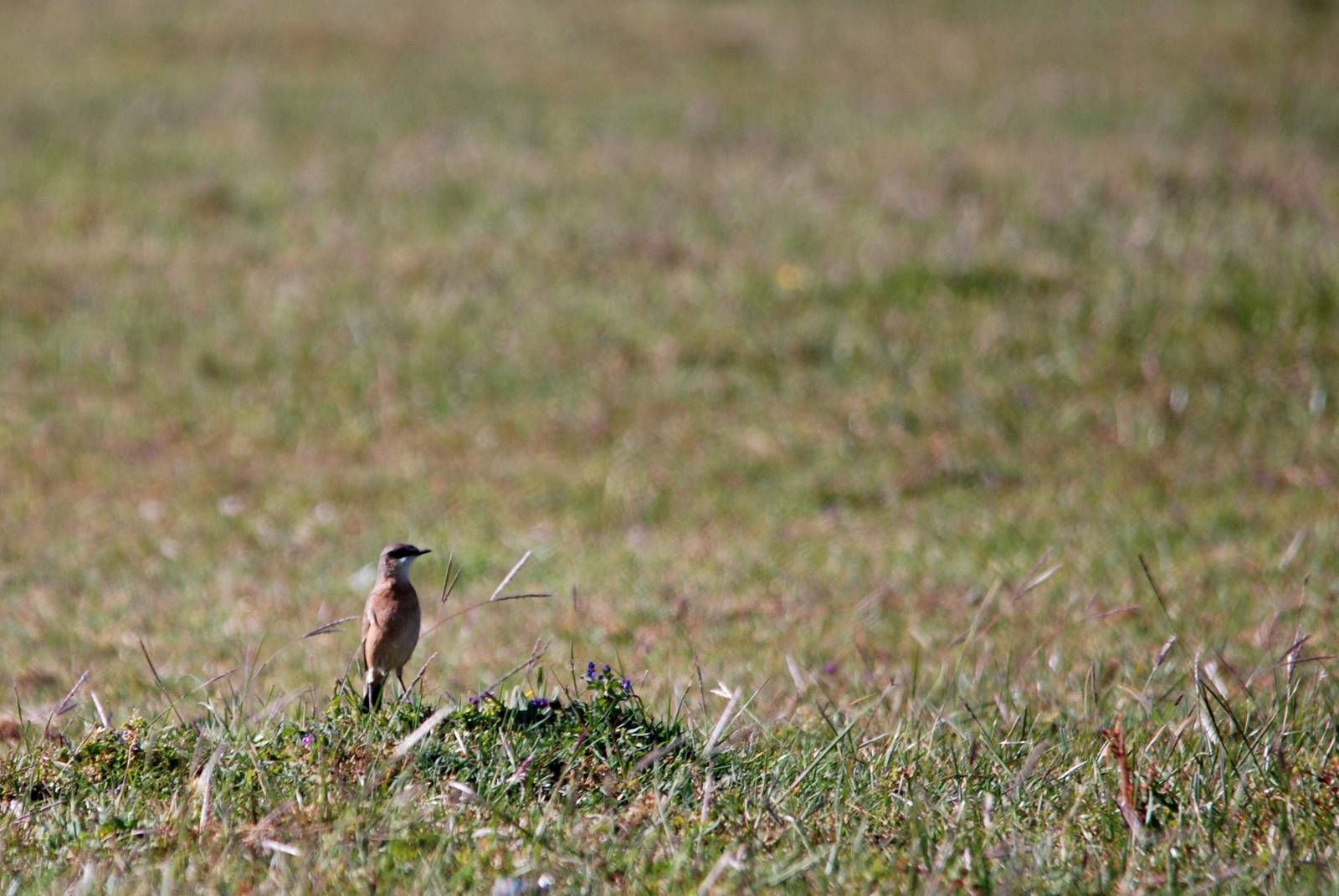 Red-breasted Wheatear - Sululta Plains, 18/10/14
