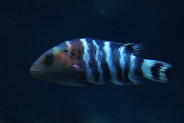 Red-breasted wrasse (Cheilinus fasciatus) - BXSea