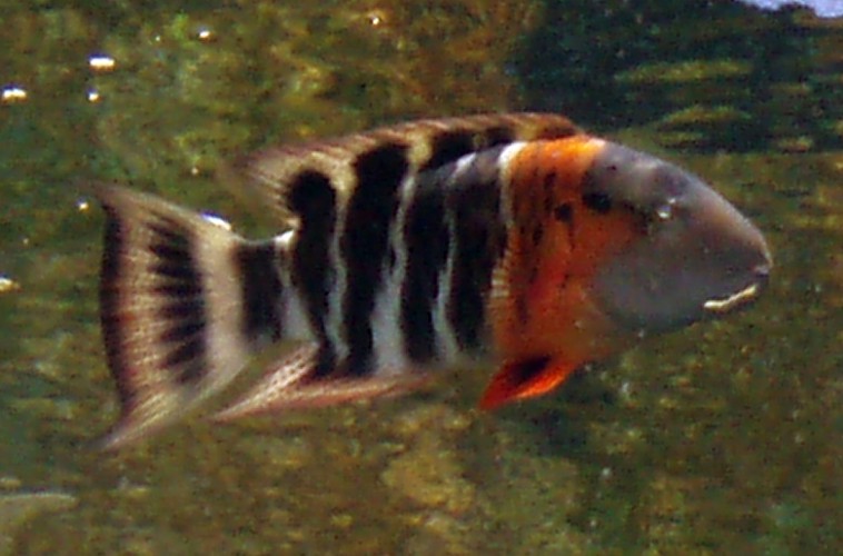 Red-breasted Wrasse (Cheilinus fasciatus)