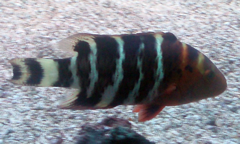 Red-breasted Wrasse (Cheilinus fasciatus)