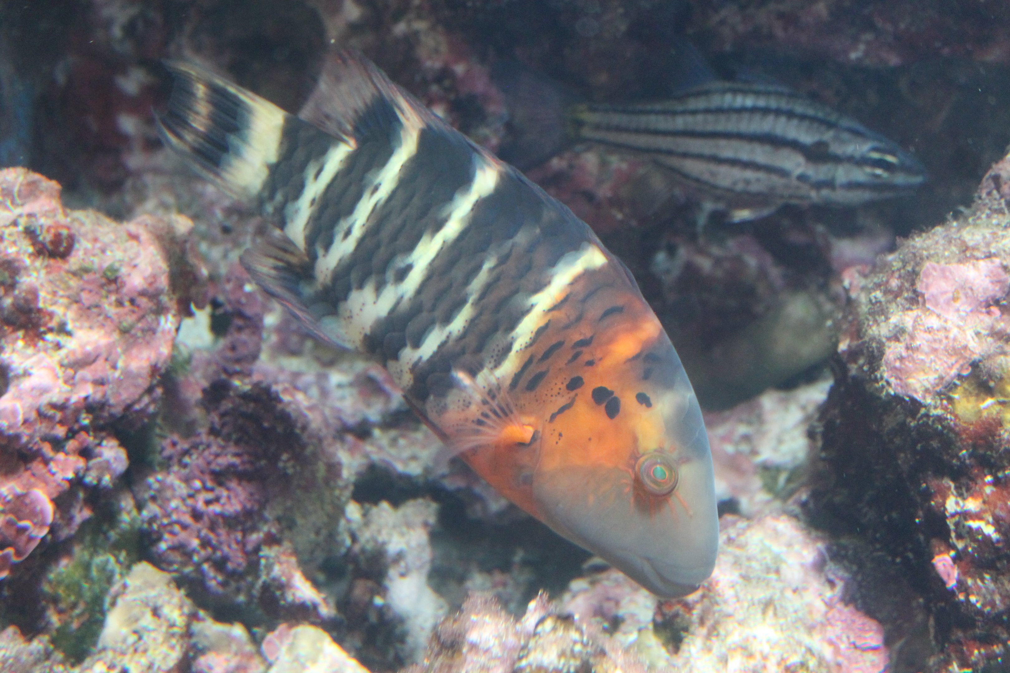 Red-breasted Wrasse (Cheilinus fasciatus)