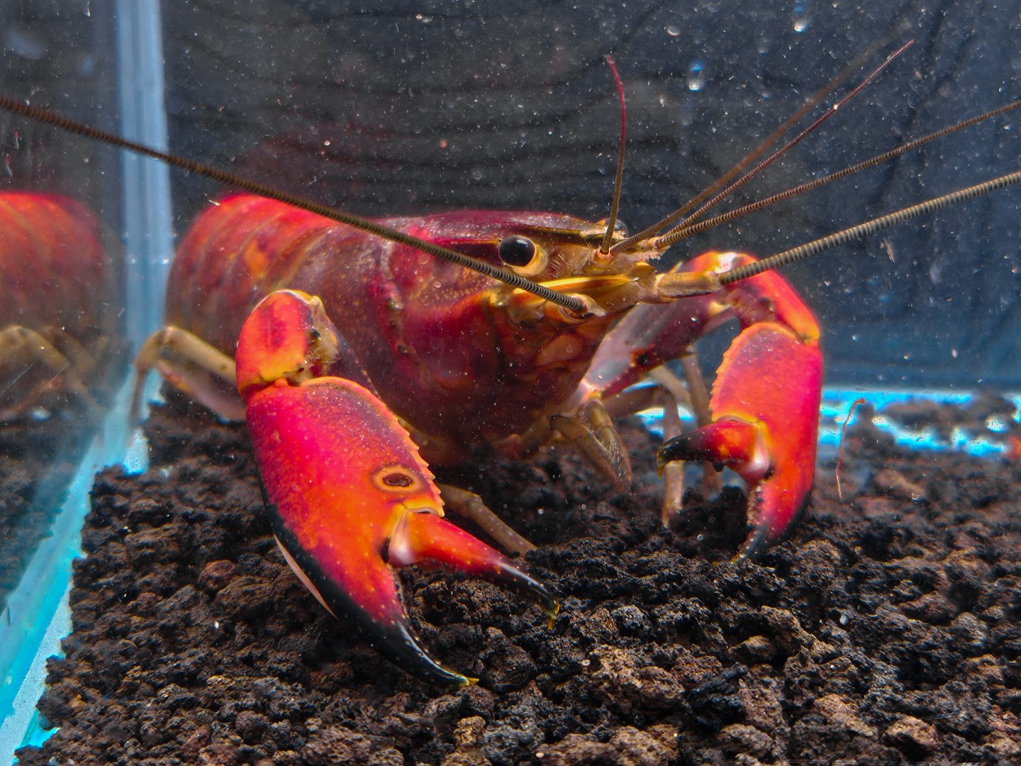 Red Brick Crayfish (Cherax wagenknechtae)