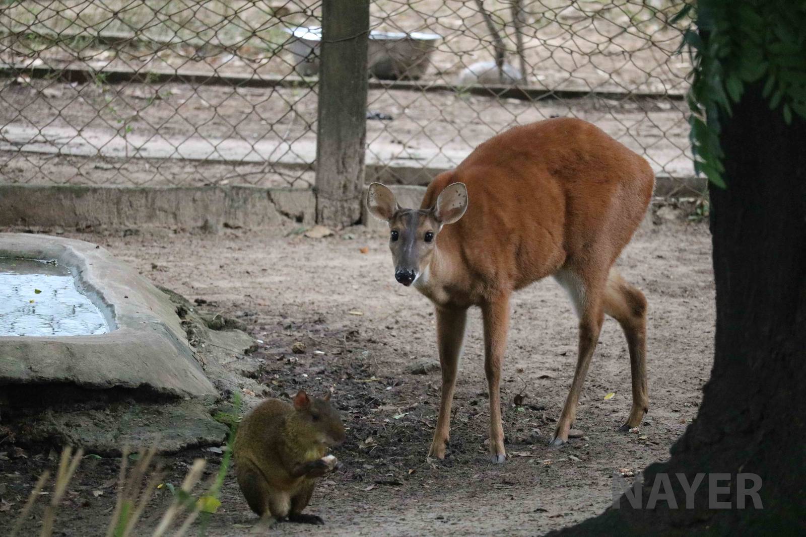Red brocket deer + agouti, March 2016