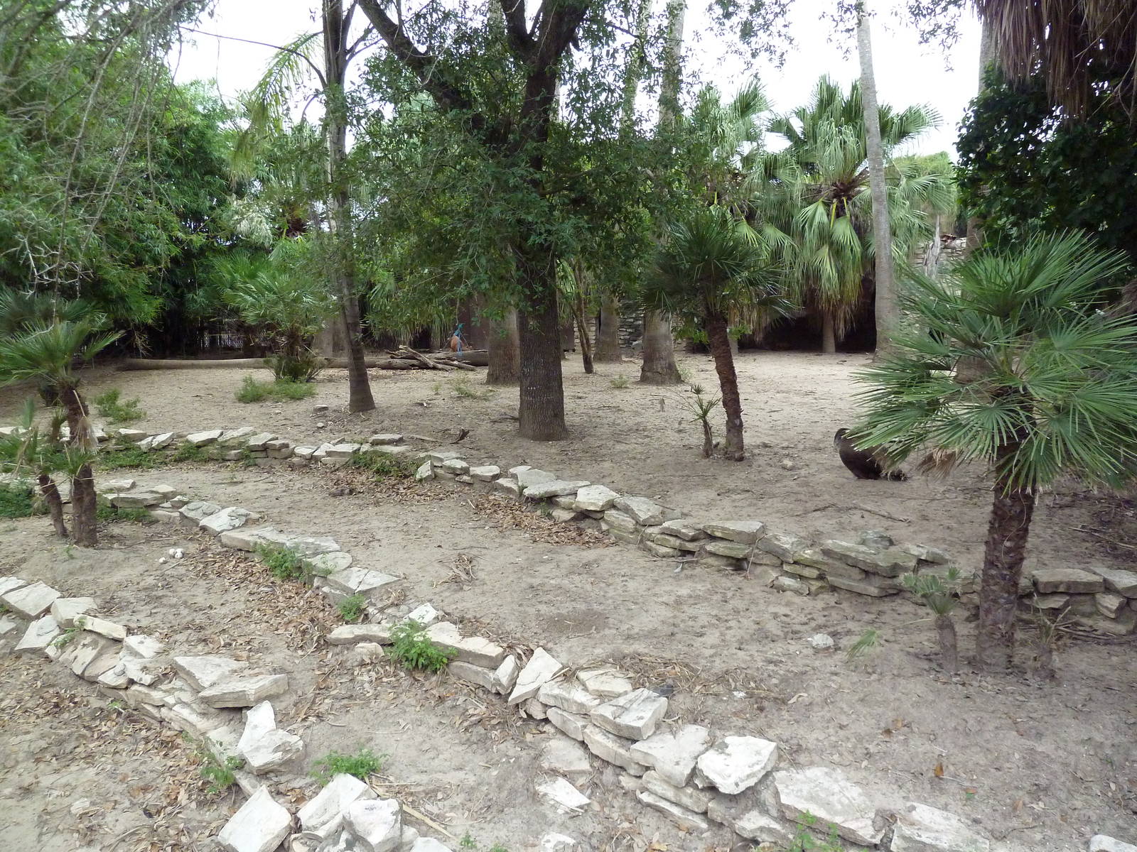Red Brocket Deer Exhibit