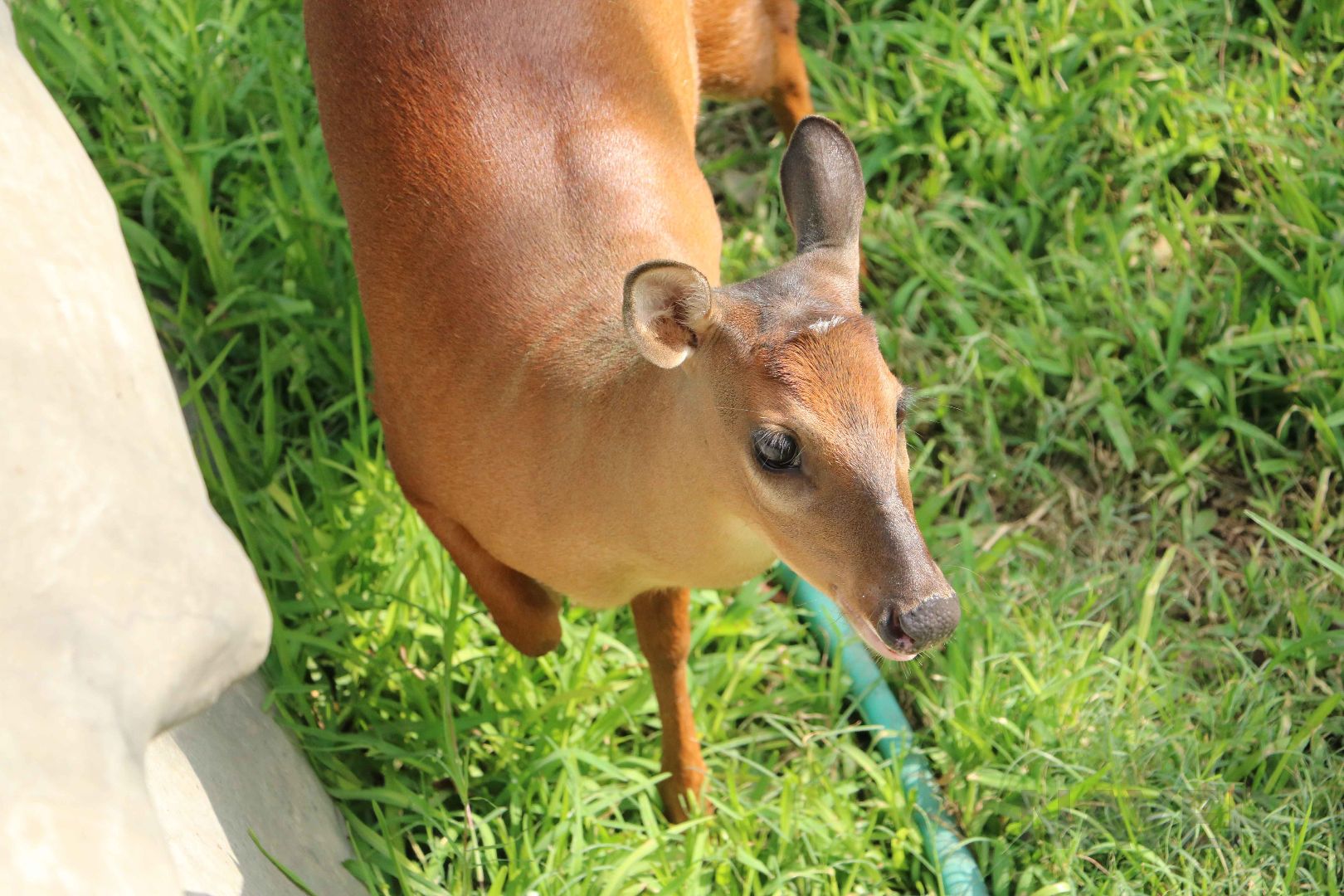 Red brocket deer, May 2016