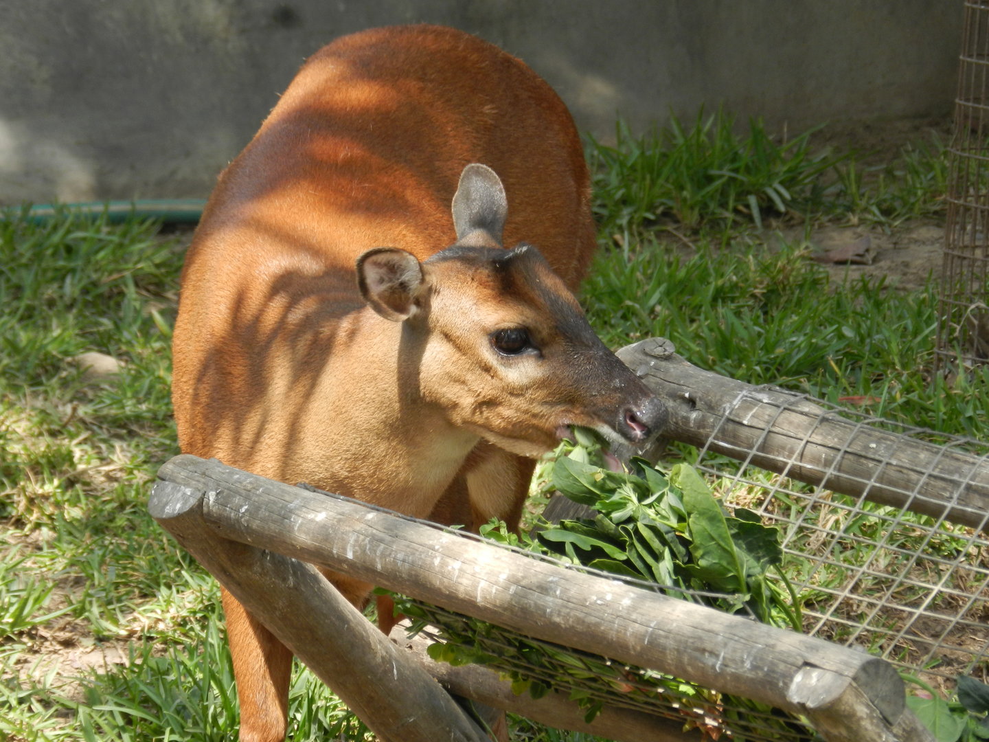 Red brocket deer - Parque Zoológico Huachipa