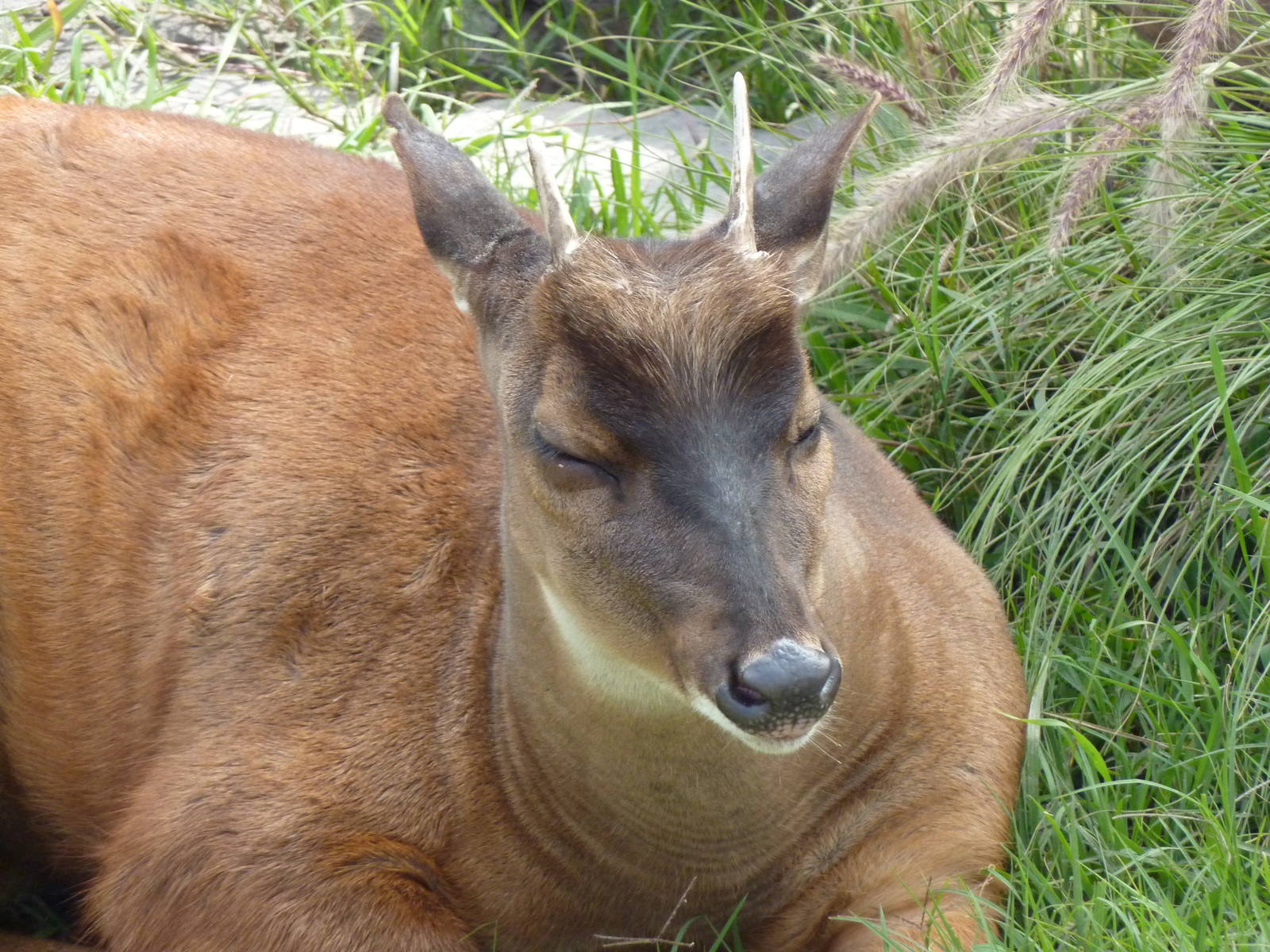 Red Brocket Deer