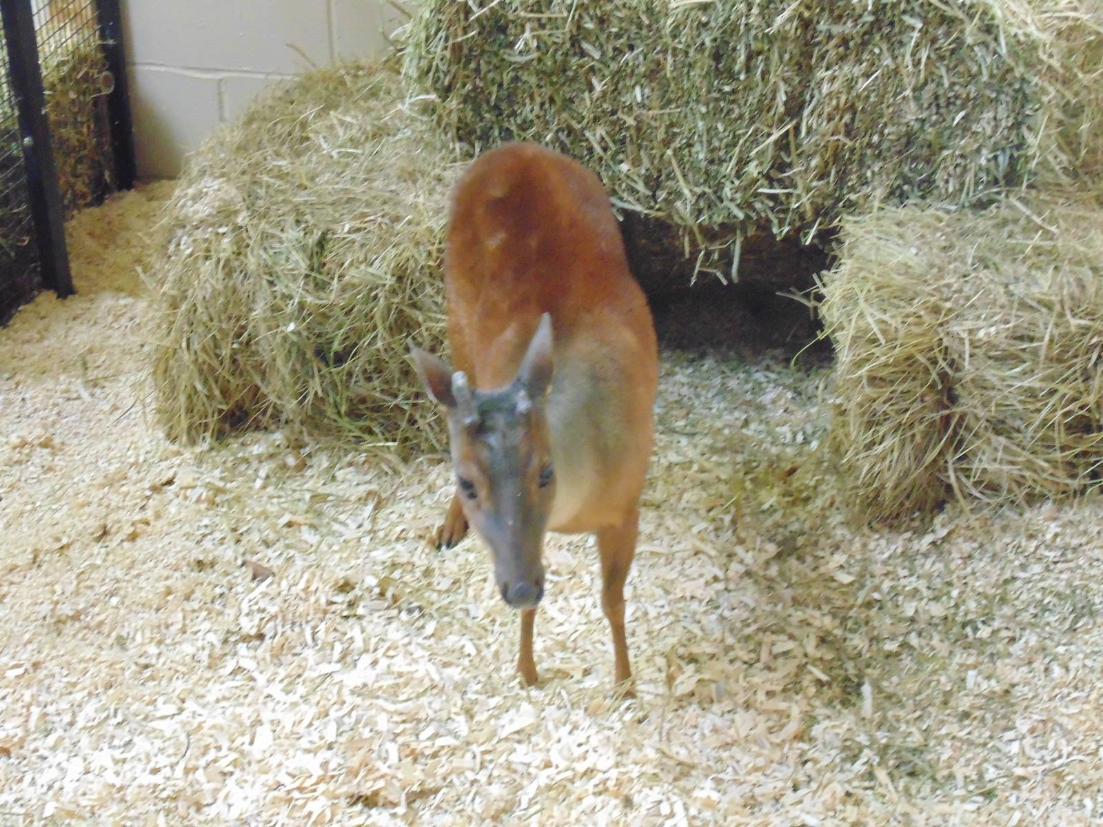 Red Brocket Deer