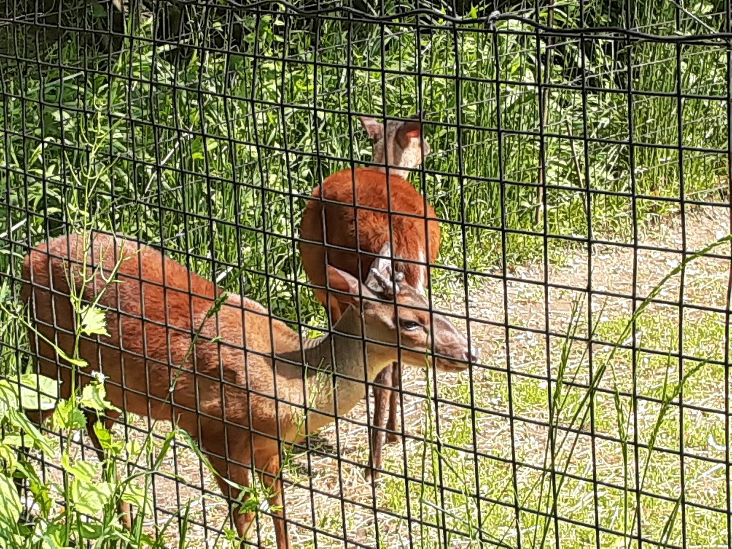 Red Brocket Deer