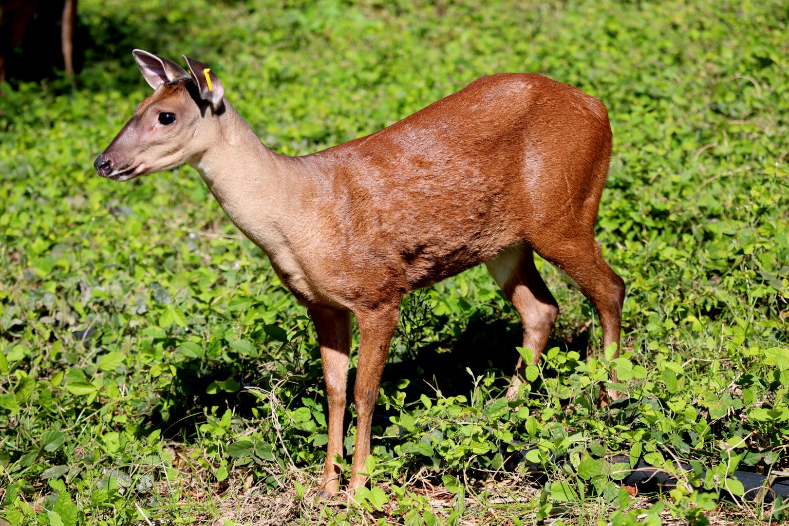 Red Brocket (Mazama americana rufa) or (Mazama rufa)