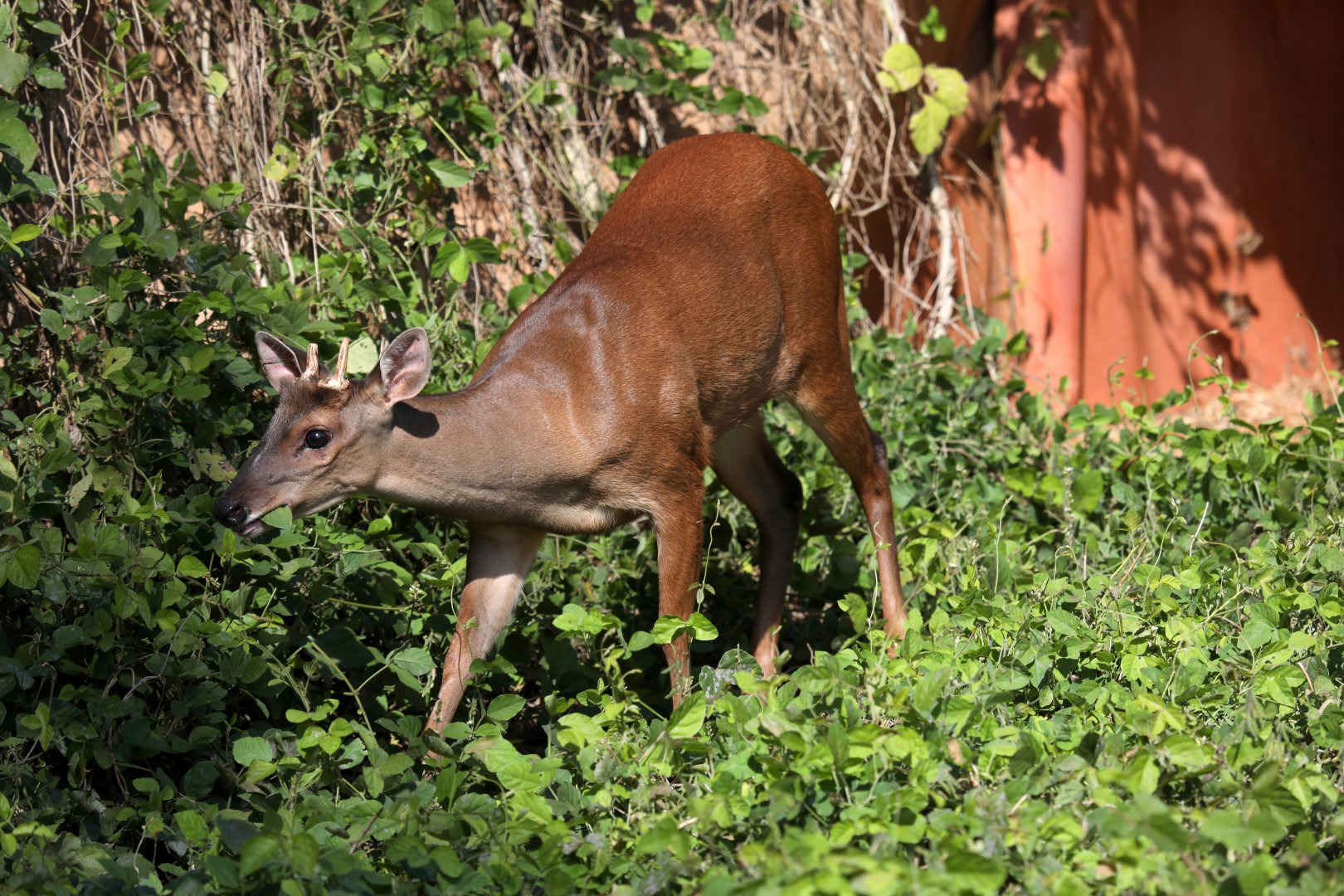Red Brocket (Mazama americana rufa) or (Mazama rufa)