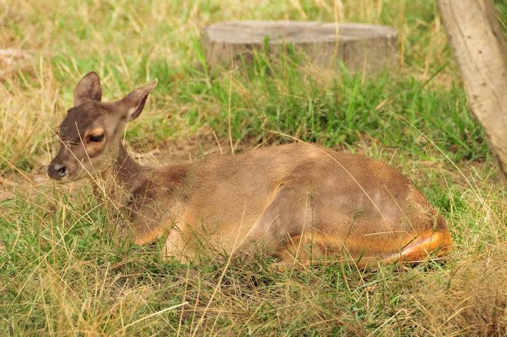Red Brocket (Mazama americana)