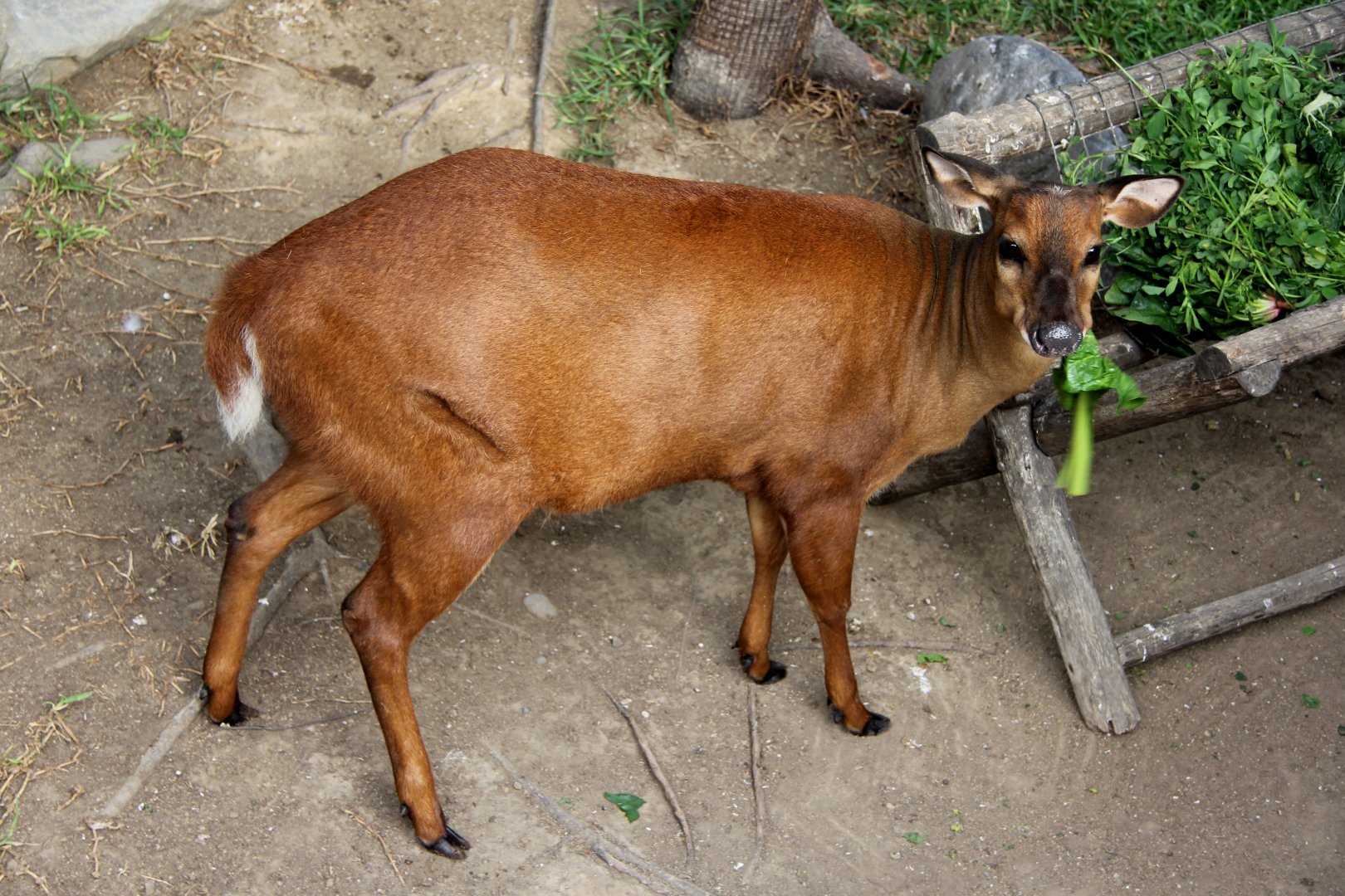 red brocket (Mazama americana)