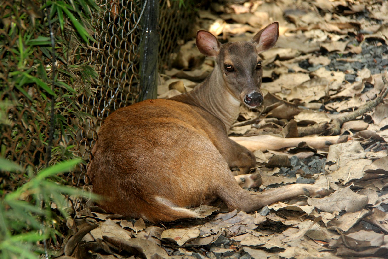 red brocket (Mazama americana)
