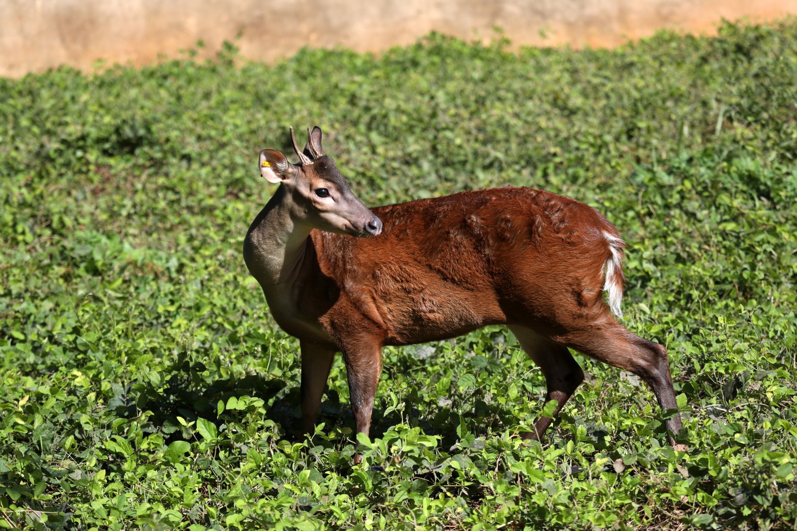 red brocket (Mazama americana)