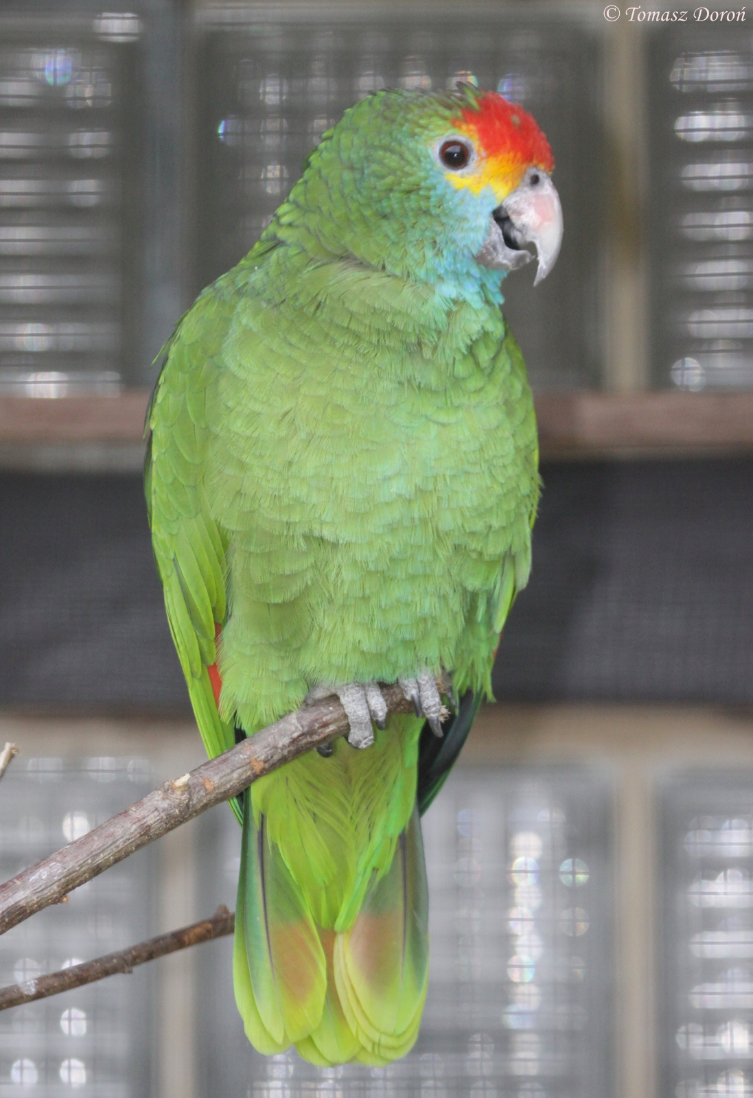 Red-browed Amazon (Amazona rhodocorytha)