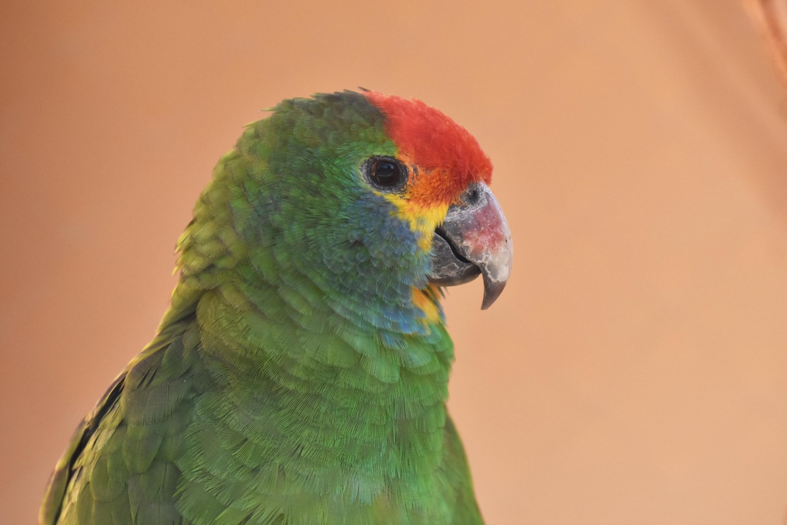 Red-browed Amazon (Amazona rhodocorytha)
