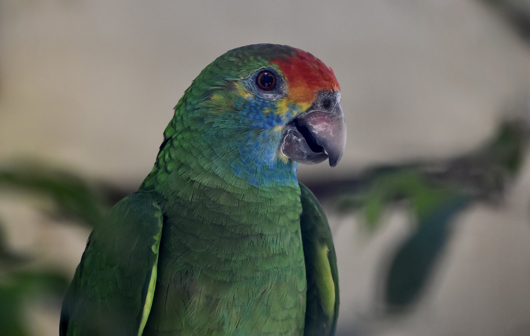 Red-Browed Amazon (Amazona rhodocorytha)