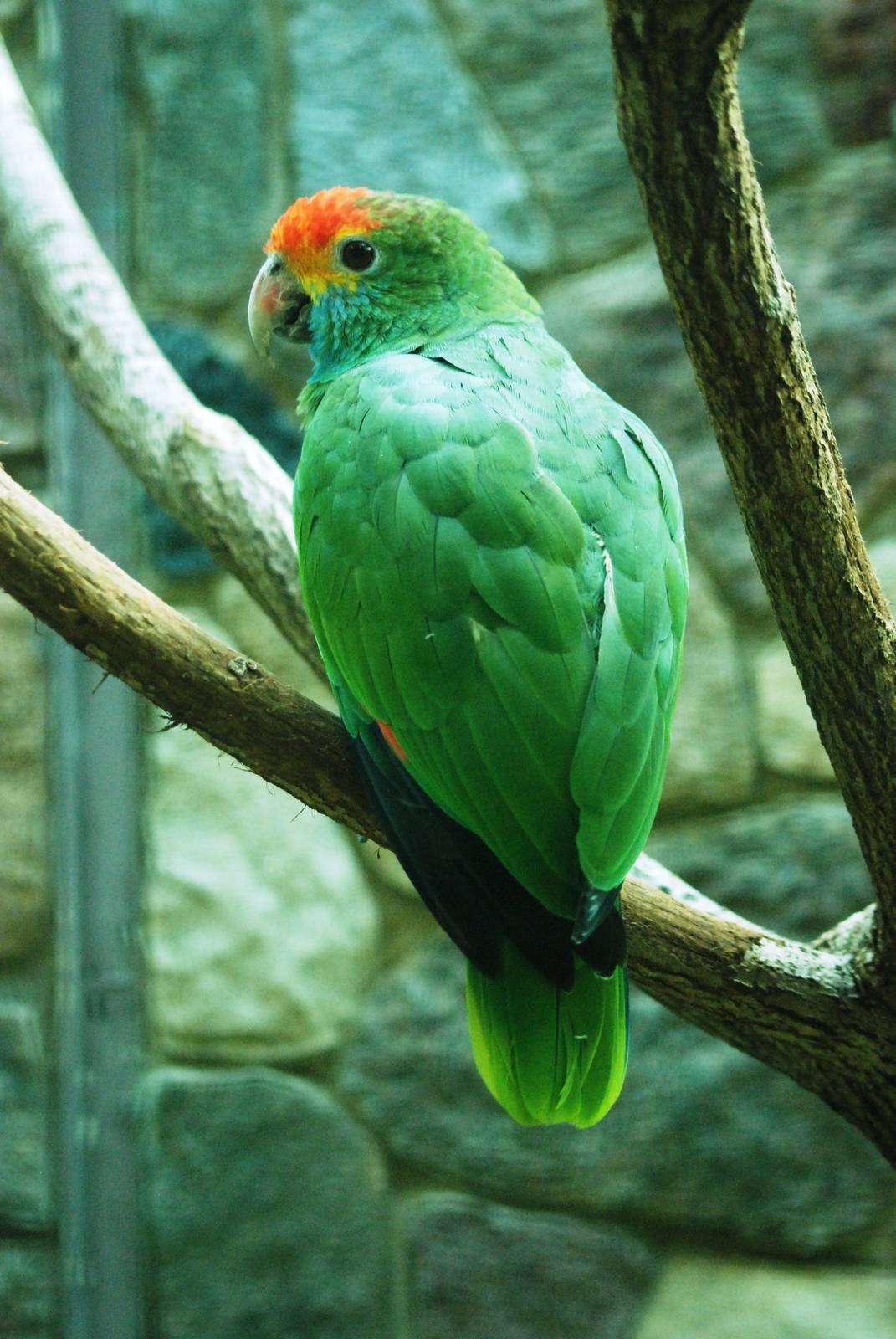 Red-browed Amazon at Walsrode, 22/03/13