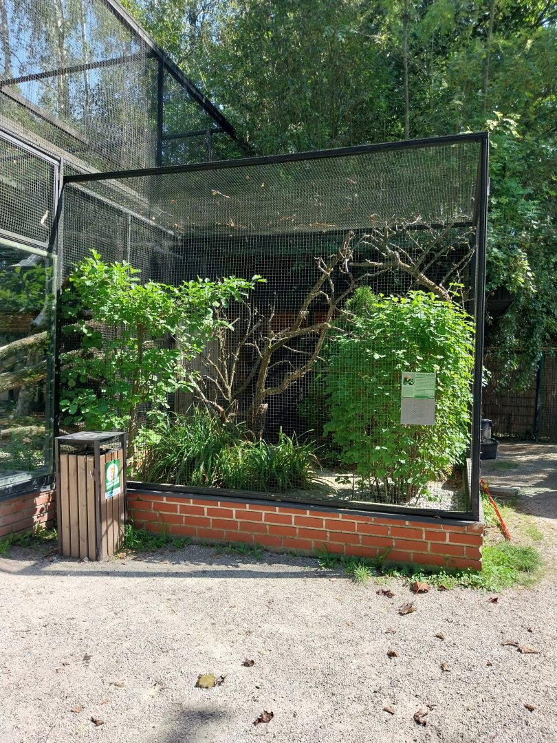 Red-browed amazon aviary