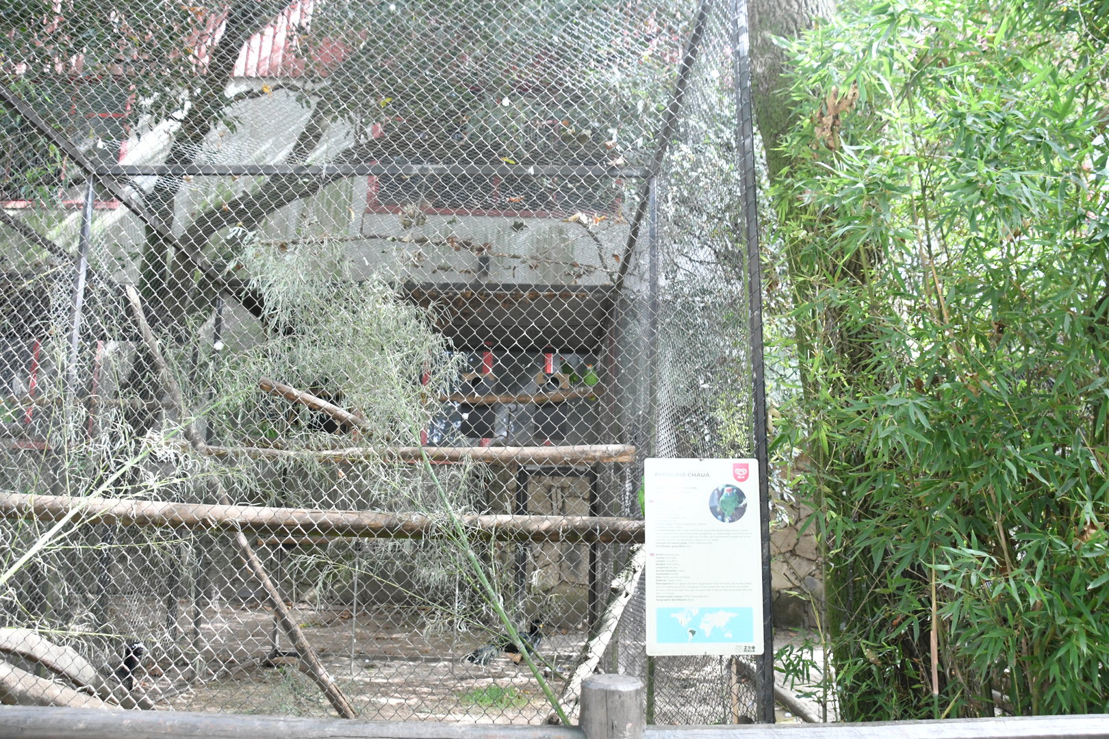 Red-browed Amazon cage