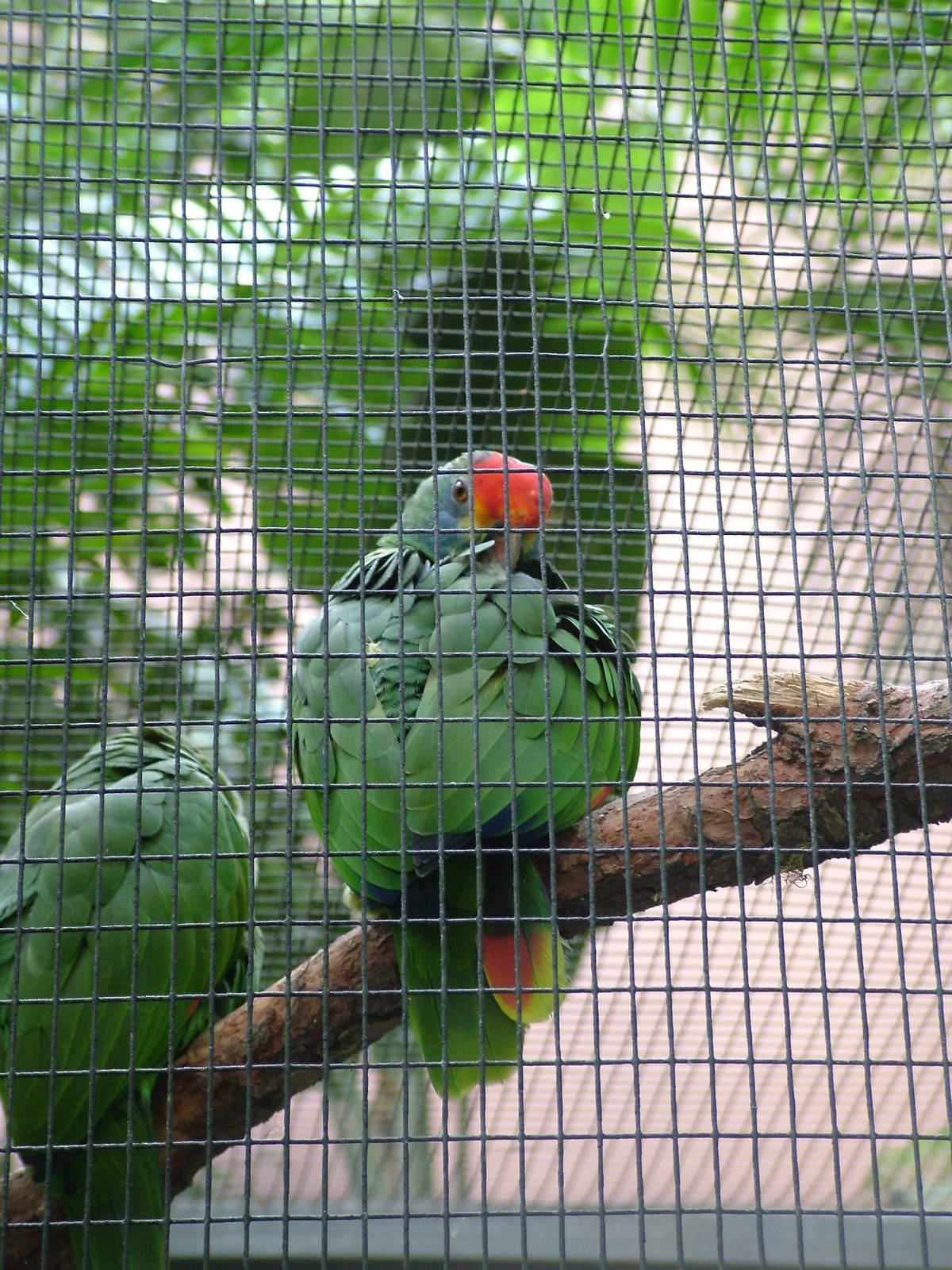 Red-browed Amazons at Loro Parque, 08/11/10
