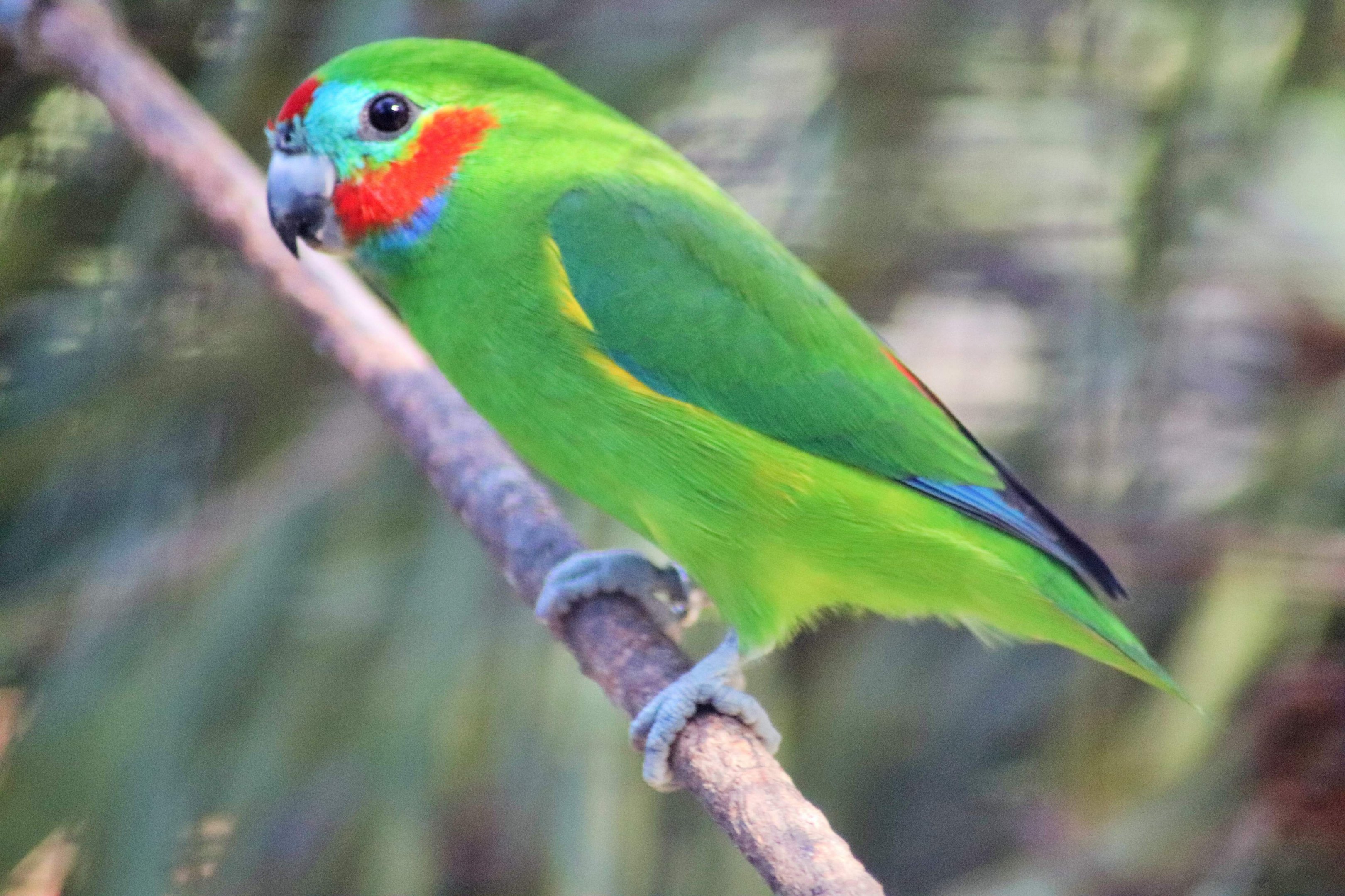 Red-browed Fig Parrot (Cyclopsitta diophthalma macleayana)