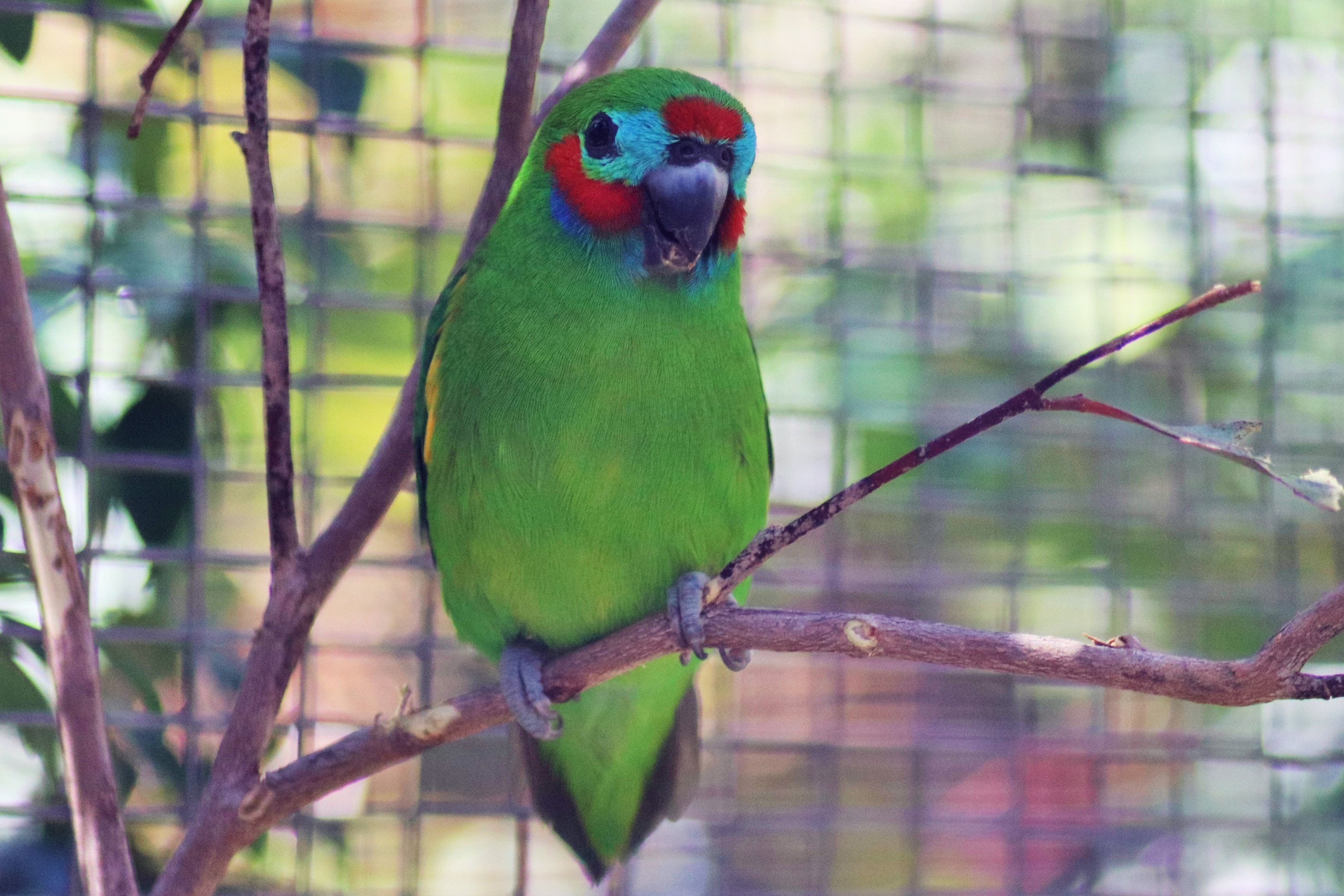Red-Browed Fig Parrot (Cyclopsitta diophthalma macleayana)
