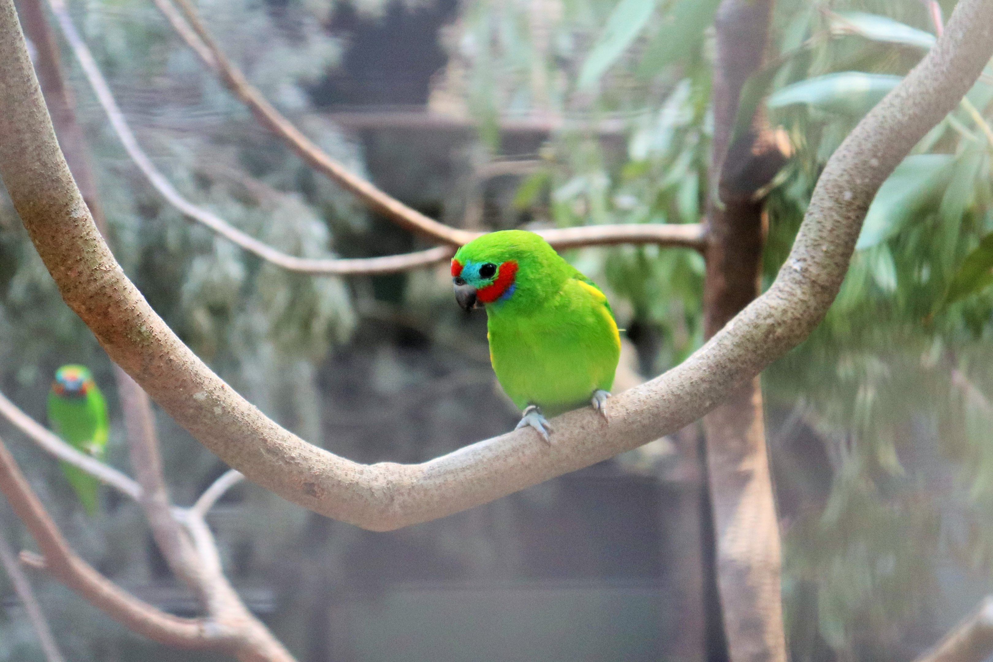 Red-Browed Fig Parrot (Cyclopsitta diophthalma macleayana)