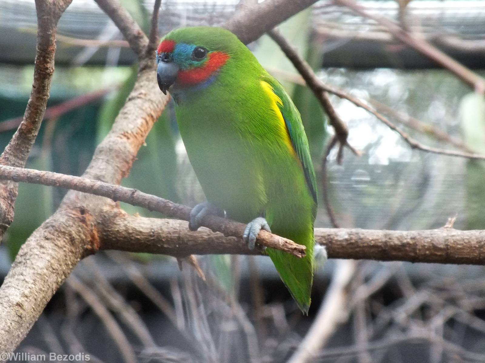 Red-browed Fig-parrot