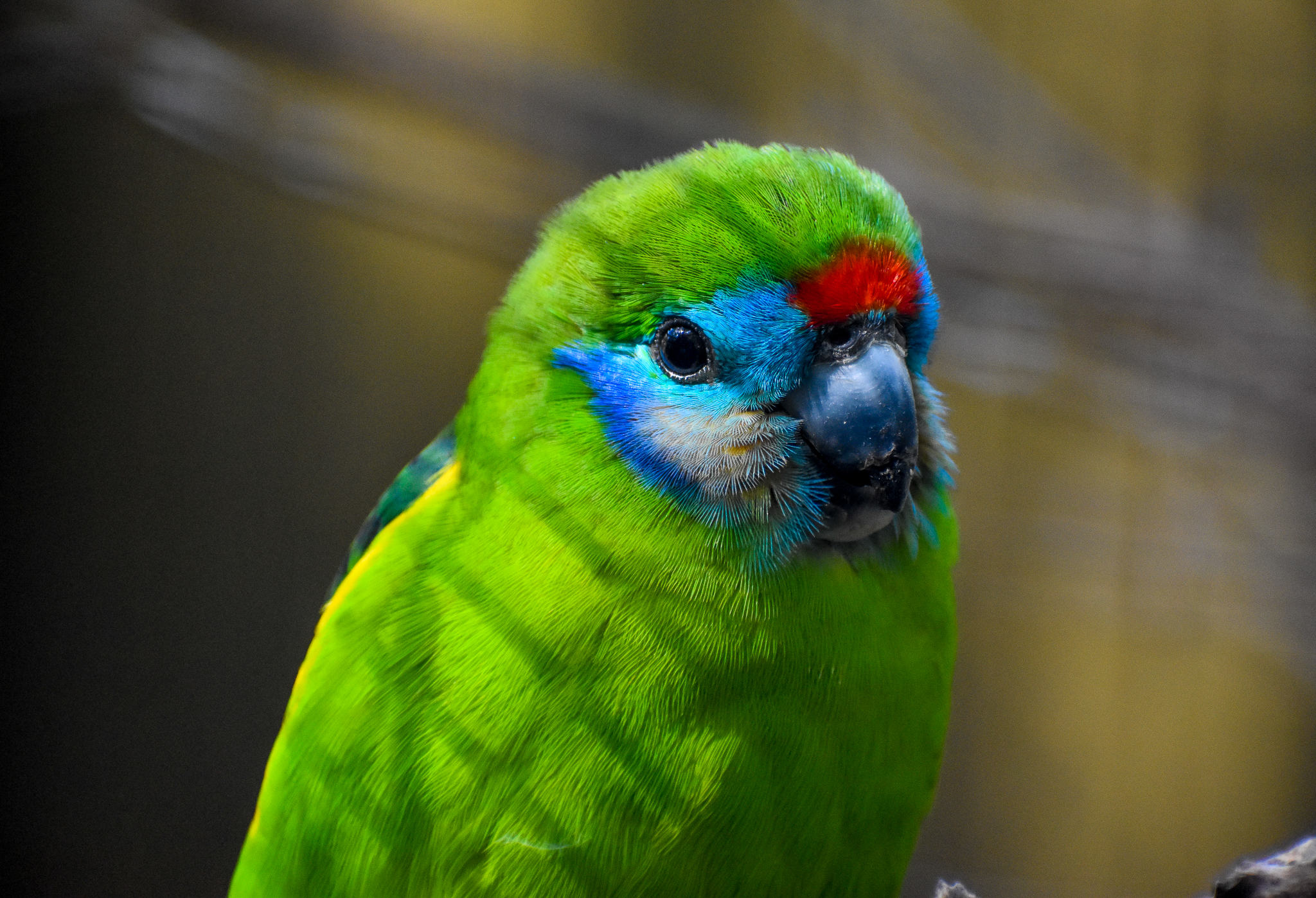 Red-browed Fig Parrot