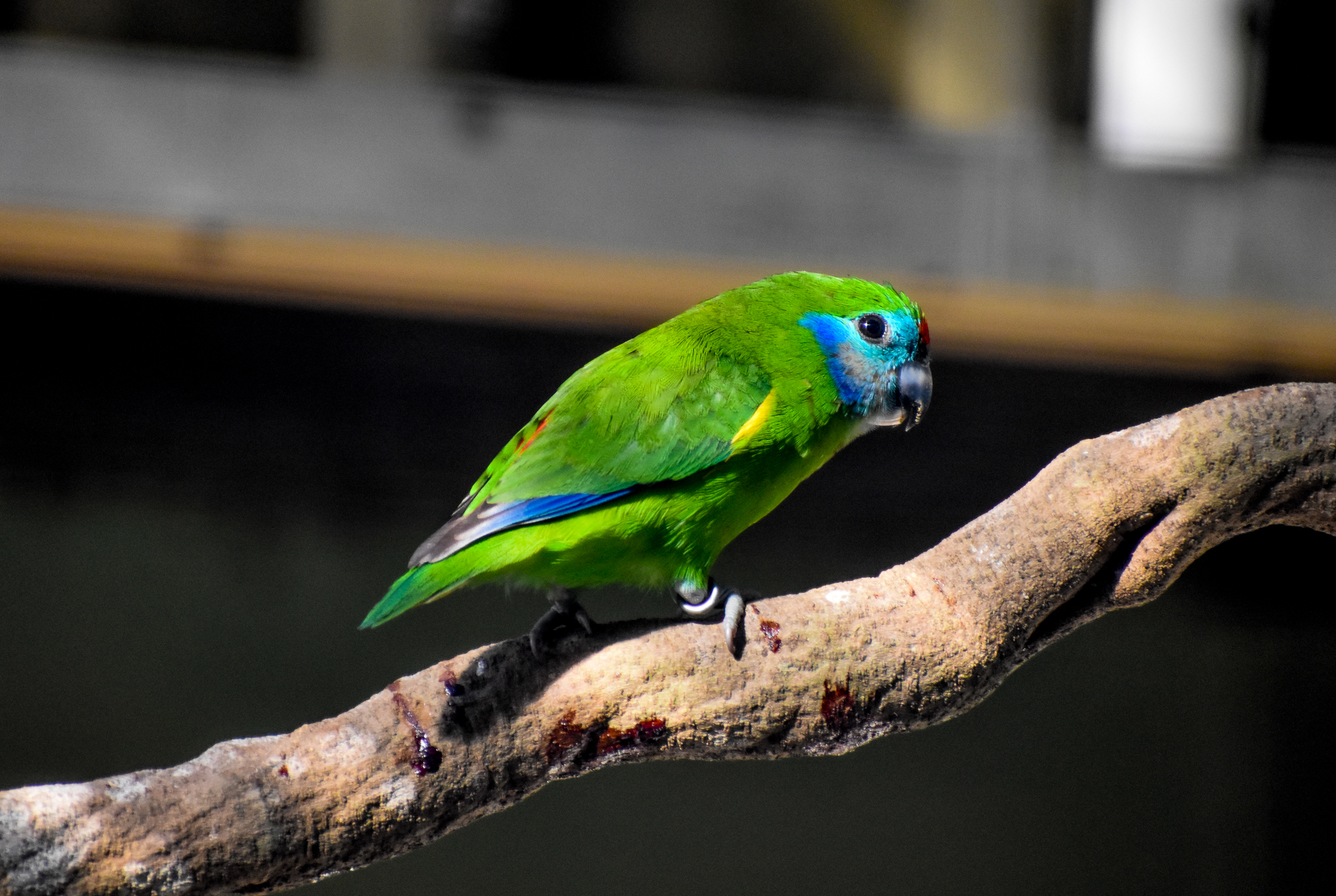 Red-browed Fig Parrot