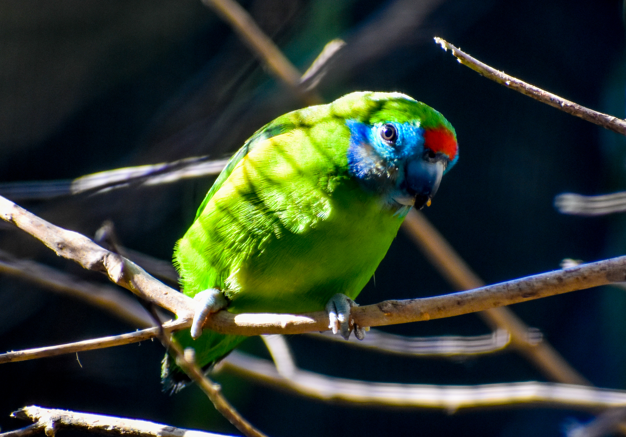 Red-browed Fig Parrot