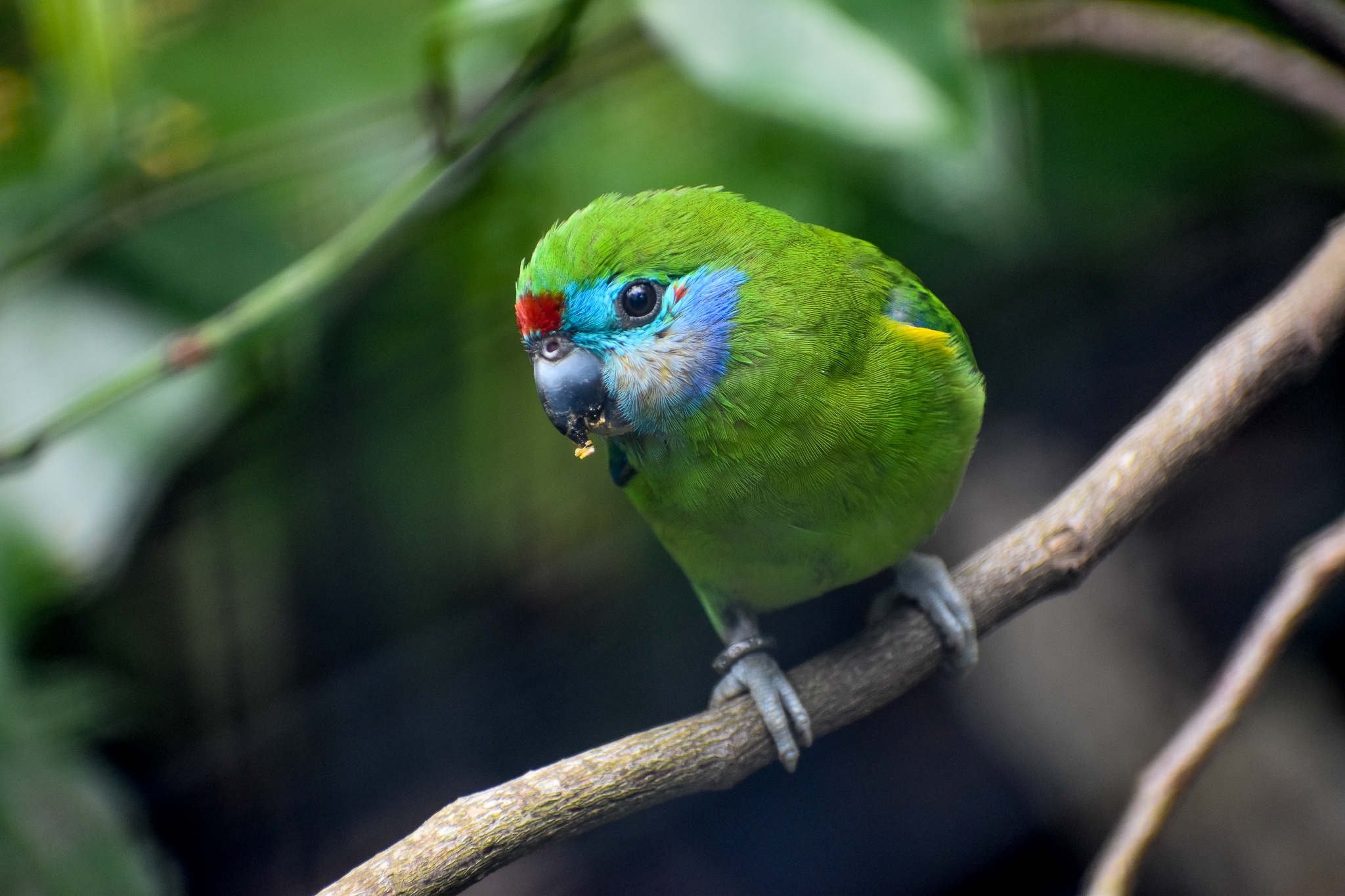Red-browed Fig Parrot