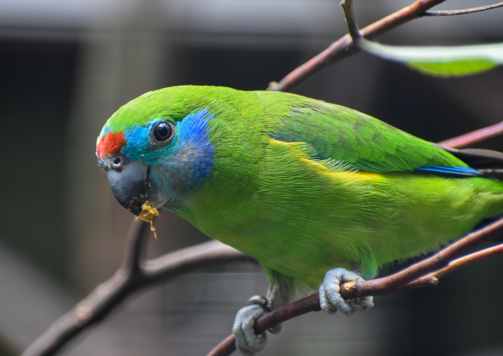 Red-browed Fig Parrot