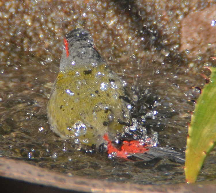 Red-browed finch bathing